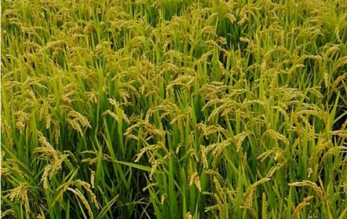 小暑期间水稻田间管理方法是什么