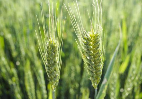 冬小麦生长旺盛期怎么做能高产（冬小麦生长条件）