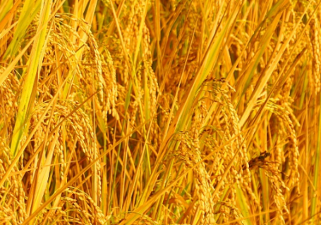 水稻新品种苗稻2号高产栽培技术（水稻二号）