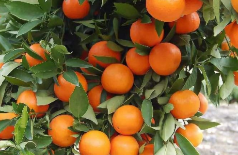 秋季柑橘施肥技术