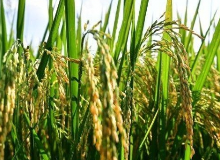水稻除草剂打不死草的原因是什么 水稻除草剂打不死草的原因是什么意思