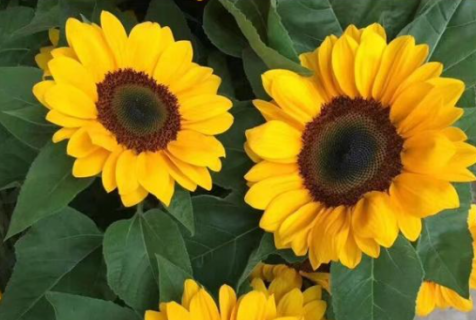 太阳花插花瓶里怎么养 水养太阳花的注意事项有哪些