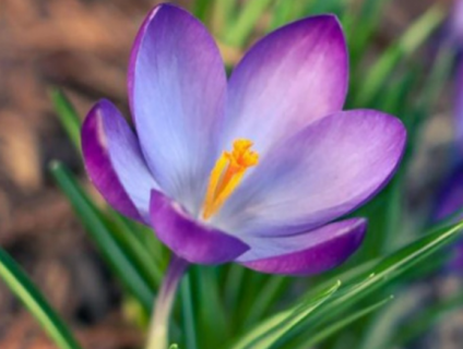 番红花种球如何种植（番红花种球如何种植的）