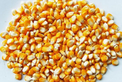 玉米高产的方法是什么 玉米高产所需要的条件