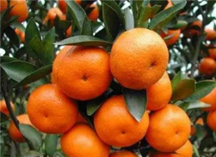 11月柑橘果树如何种植管理 十一月柑树怎么管理