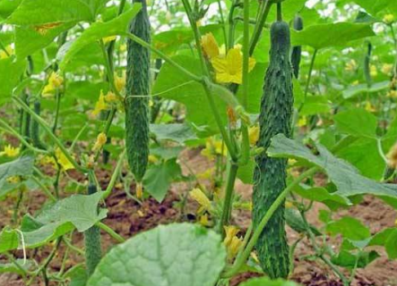 5月蔬菜种植常见病虫害有哪些 5月蔬菜种植常见病虫害有哪些呢