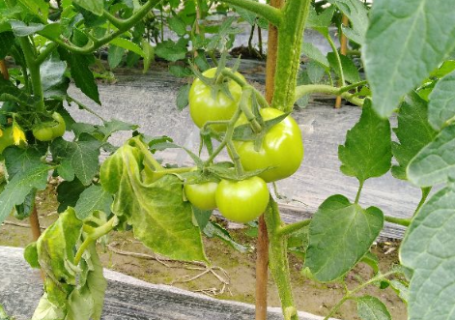 番茄青枯病的生物防治技术