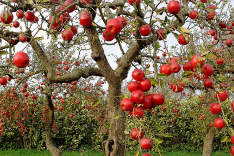 苹果树怎样栽种 苹果树怎样栽种成活率高