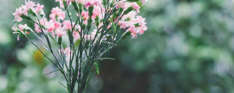 代表友谊长久的花是什么花（什么花代表友谊长长久久）