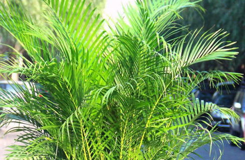 凤尾竹需要什么土壤种植 凤尾竹需要什么土壤种植呢