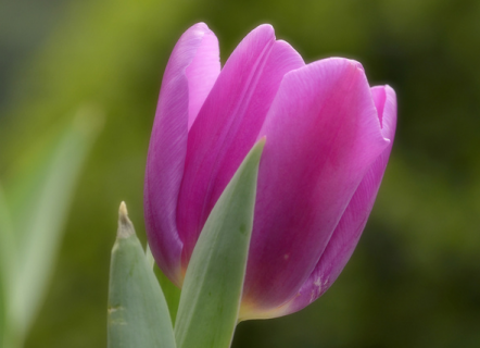 郁金香花谢后怎么处理 郁金香花谢后怎么处理干枯