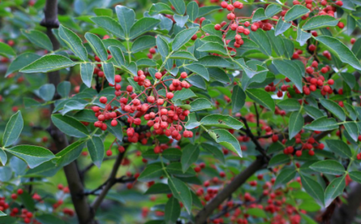 花椒树1一3年怎么管理 花椒树怎样管理才能高产