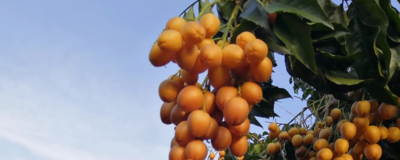 黄泡果的种植技术 黄果树种植技术