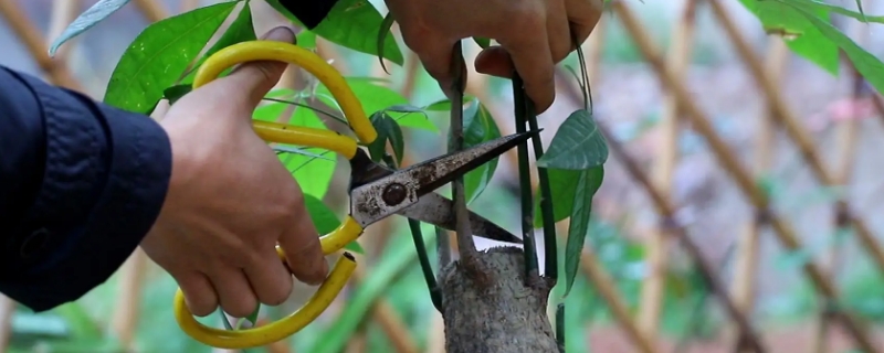 发财树怎么修剪 发财树怎么修剪和造型