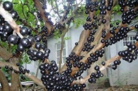 嘉宝果树的种植技术
