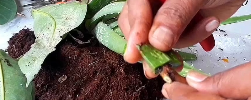 芦荟没有根能种活吗 芦荟没有根能种活吗