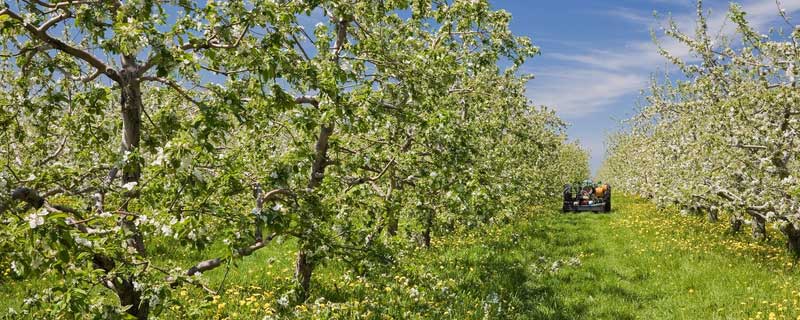 苹果的开花期在几月 苹果花什么时候开花季节