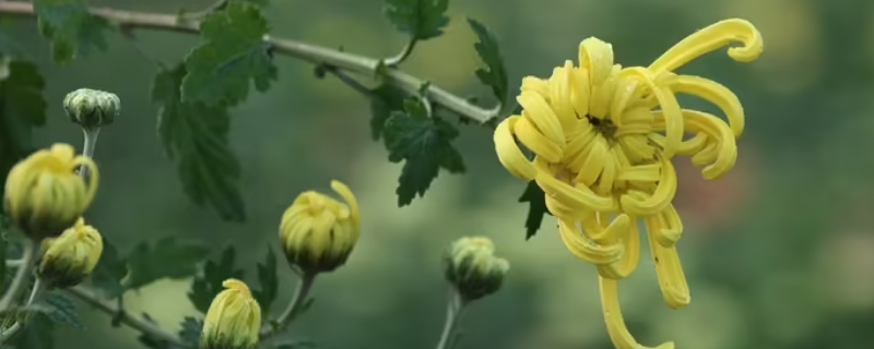 菊花几点开花 菊花几点开花时间