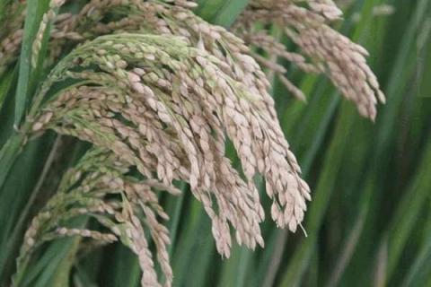 硅肥在水稻喷施最佳时间（硅肥喷施水稻浓度）