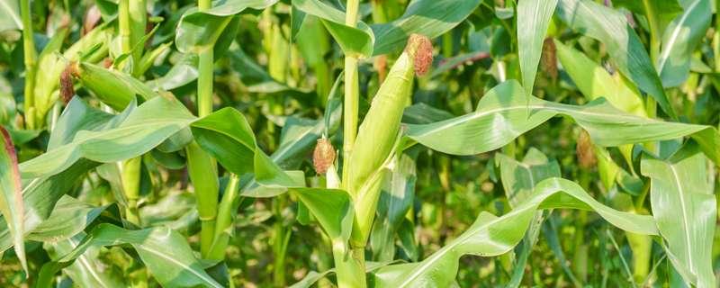 玉米抽穗后多少天能吃嫩玉米 玉米抽穗后多少天能吃青玉米