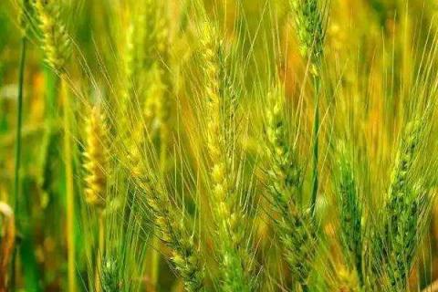 小麦用磷酸二氢钾拌种有什么好处