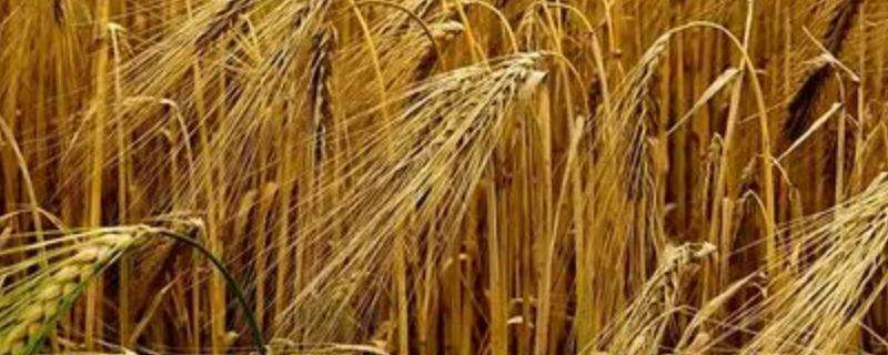 小麦用磷酸二氢钾拌种有什么好处（小麦能用磷酸二氢钾拌种）