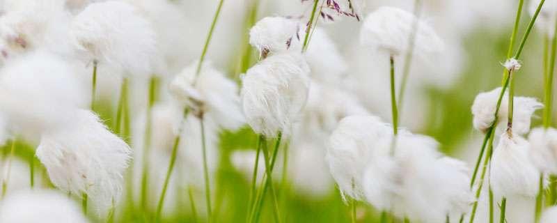 棉花亩产量多少斤 新疆棉花亩产量多少斤