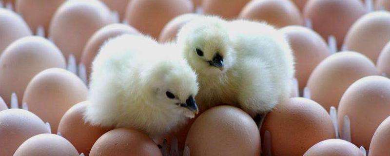 种蛋放了一个月还能孵化吗 种蛋放了一个月还能孵化吗鹌鹑可以跟鸡一起养吗