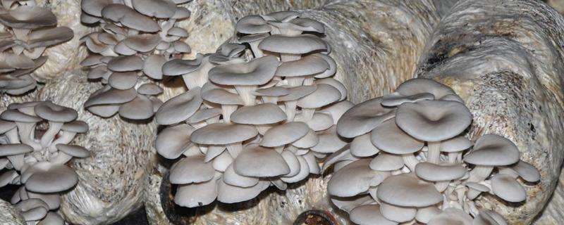蘑菇出菇后能不能喷水 蘑菇出菇后能不能喷水消毒