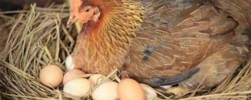 买的鸡蛋可以孵小鸡吗 菜场买的鸡蛋可以孵小鸡吗