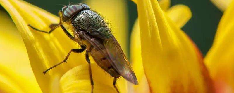 果蝇用什么农药防治 果蝇用什么农药防治好