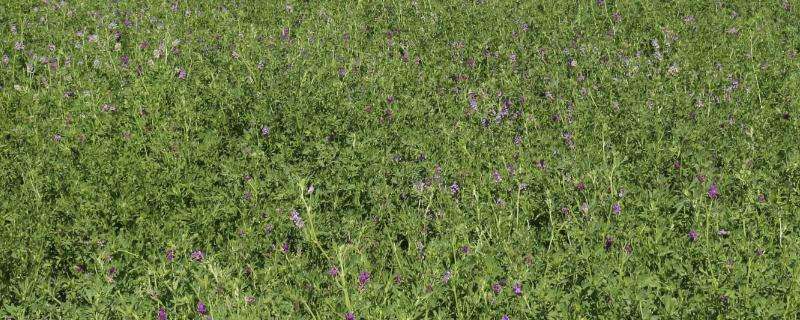 紫花苜蓿亩产量多少 紫花苜蓿亩产量多少吨