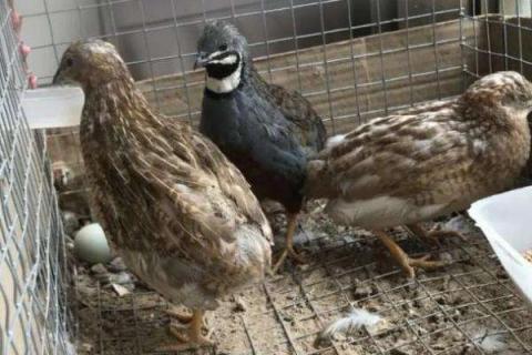 芦丁鸡一年产多少蛋