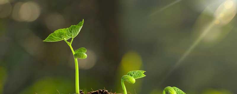 植物通过什么繁殖后代 植物通过什么繁殖后代?