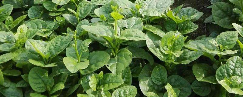 木耳菜六月種可以嗎 六月份可以種木耳菜嗎