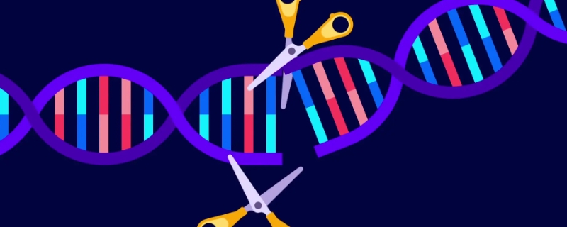 基因工程的主要应用在哪些方面
