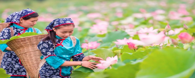 采莲曲的芙蓉是指 采莲曲中的芙蓉指的是