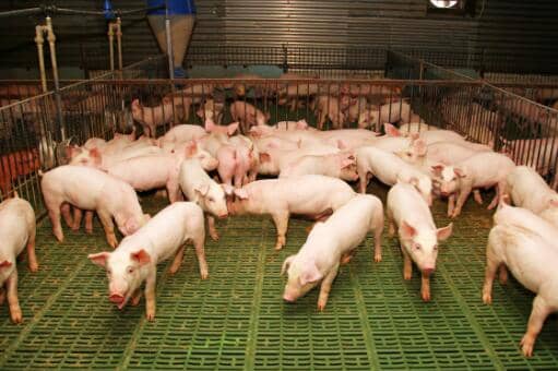 2022年养多少头猪有补贴