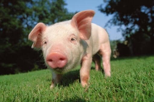 养殖户每头赚超千元！2022年养多少头猪有补贴？