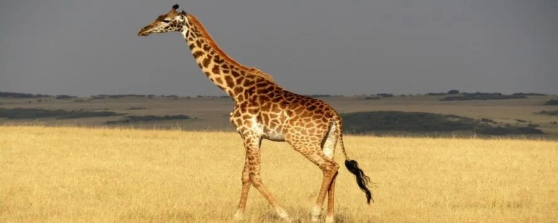 长颈鹿属于什么类 长颈鹿属于什么类群