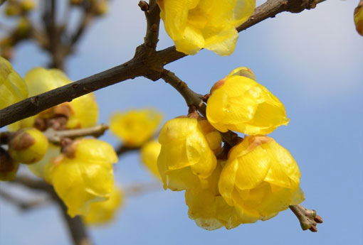 腊梅花（腊梅花是什么季节开的花）