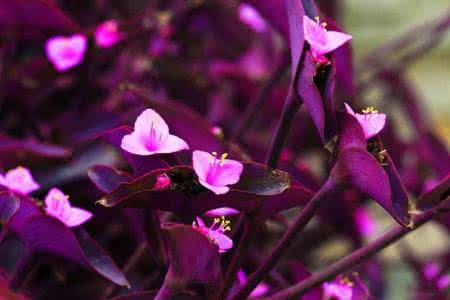 紫叶鸭跖草的功效和作用是什么呢 紫叶鸭跖草的功效和作用是什么呢