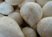 光慈菇的副作用是什么 吃慈菇副作用