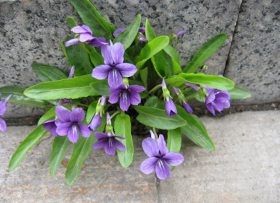 紫花地丁的图片是什么样子呢 紫花地丁的形状