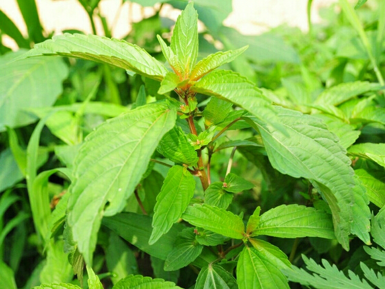 铁苋菜图片及作用都是什么 铁苋菜和苋菜是一种吗