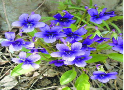 紫花地丁是什么功效的药材呢 紫花地丁有什么药用功效