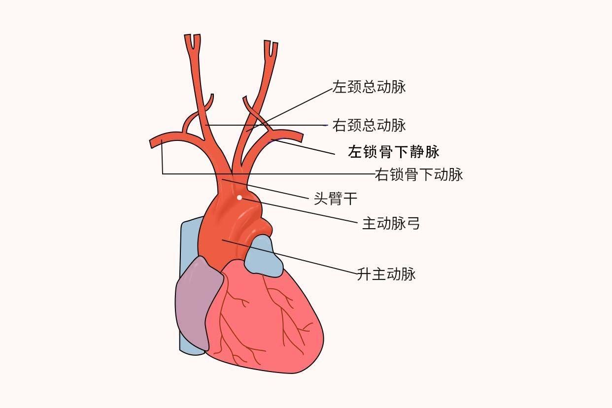 主动脉弓解剖图 主动脉弓解剖图及血液循环