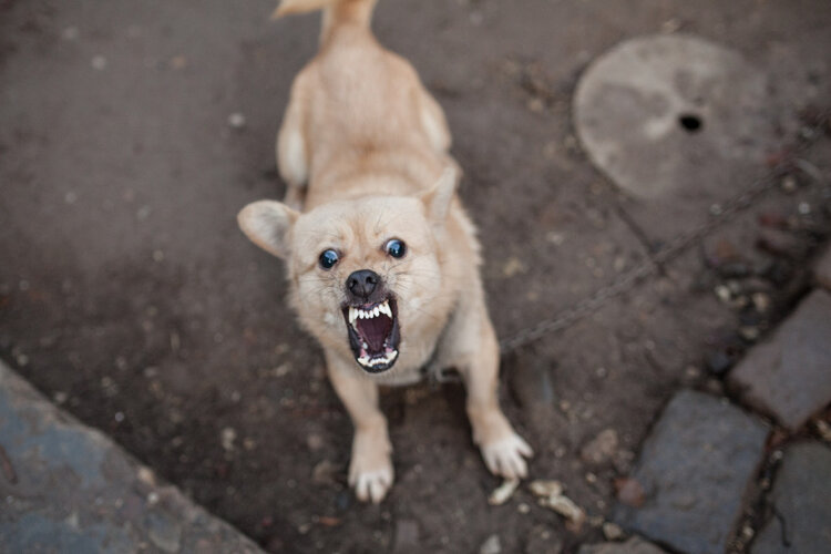 世界狂犬病日：一旦发病死亡率100%，这几种情况一定要打疫苗