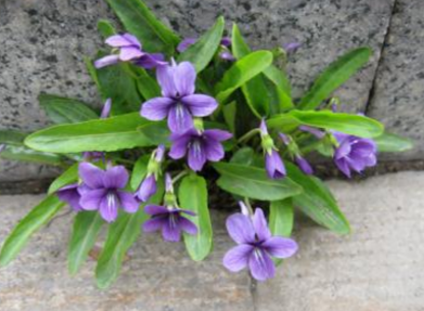 紫花地丁的功效与作用是什么 紫花地丁的功效与作用是什么药