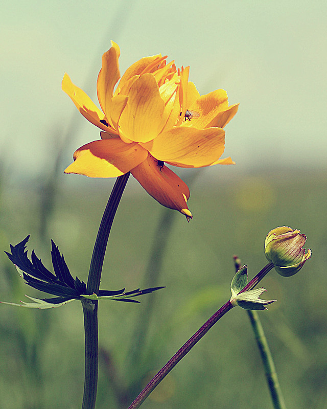 金莲花与金银花的区别 金莲花与金银花的区别与功效
